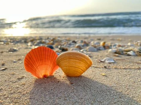 Shells on the sandy beach-1 (21) Stock Photos