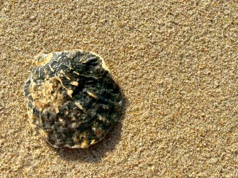 Shells on the sandy beach-1 (34) Stock Photos