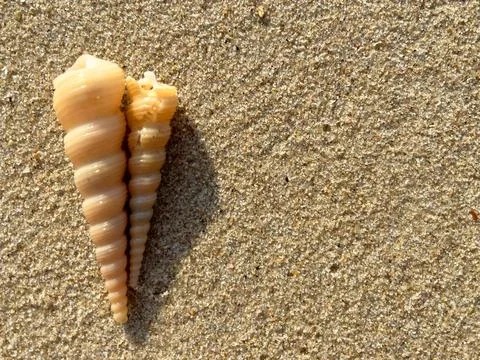 Shells on the sandy beach-1 (36) Stock Photos