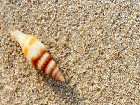 Shells on the sandy beach-1 (5) Foto stock