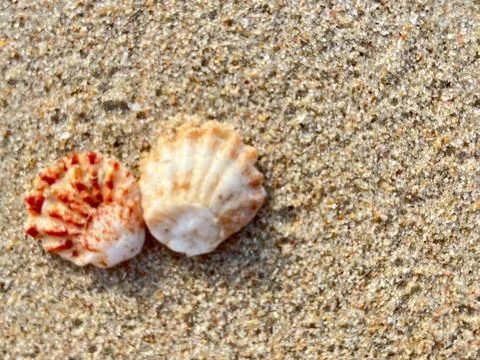 Shells on the sandy beach-1 (6) Stock Photos