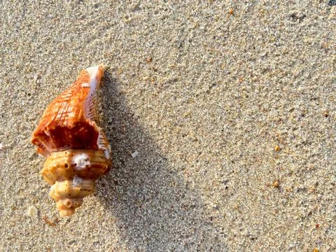 Shells on the sandy beach-1 (7) Stock Photos