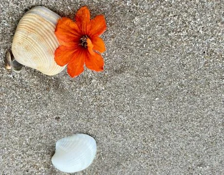Shells on the sandy beach (10) Stock Photos