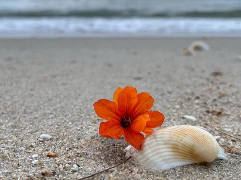 Shells on the sandy beach (11) Stock Photos