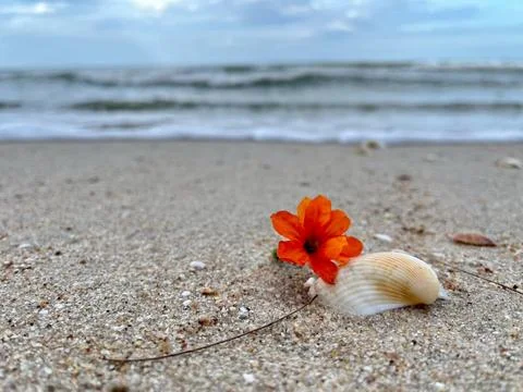 Shells on the sandy beach (14) Stock Photos