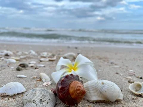Shells on the sandy beach (15) Stock Photos
