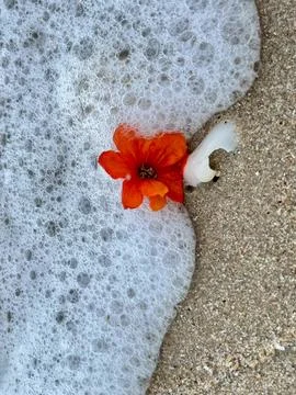 Shells on the sandy beach (7) Stock Photos