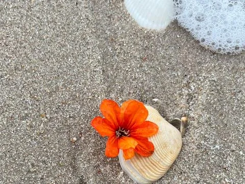Shells on the sandy beach (9) Stock Photos