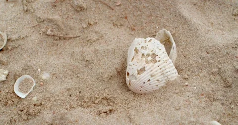 Shells on the sandy beach Cha-am.Shells from dead molluscs. Stock Footage 277847111