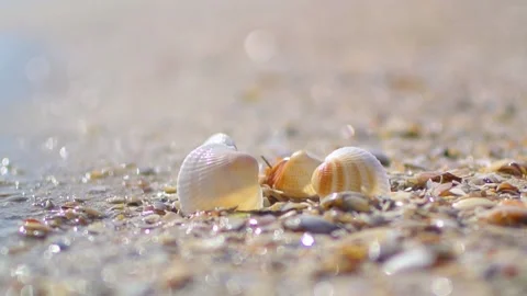 Shells on sandy beach drown in sea. Close up shot at sunset. Golden hour Stock-Footage 179579351