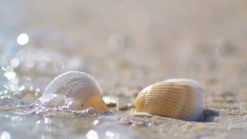 Shells on sandy beach drown in sea. Close up shot at sunset. Golden hour Stock Footage 179579750