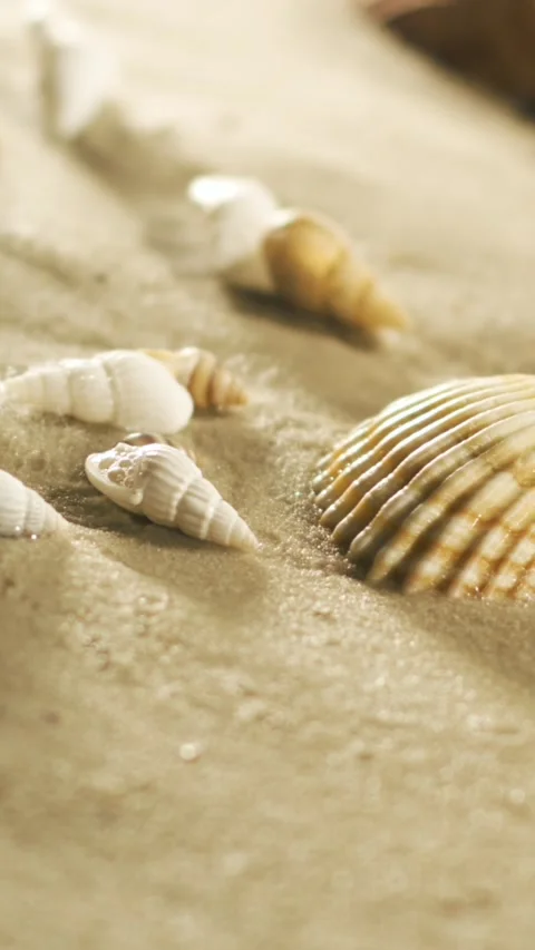 Shells on the sandy beach during a sunny day Vídeos de archivo 339303561