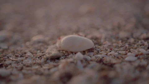 Shells on the sandy beach Stock Footage 275156569