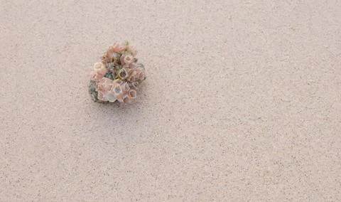 Shells on sandy beach Stock Photos