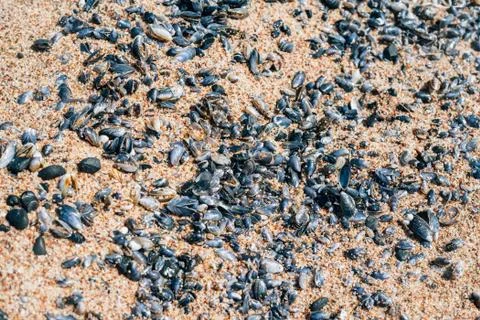 Shells on sandy beach 库存照片