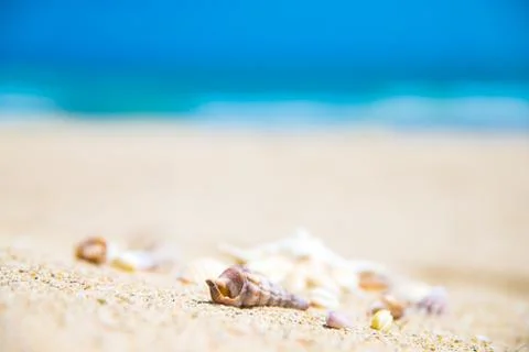Shells on sandy beach Stock Photos