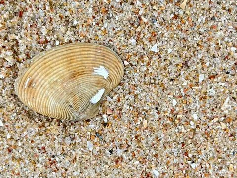 Shells on the sandy beach Stock Photos
