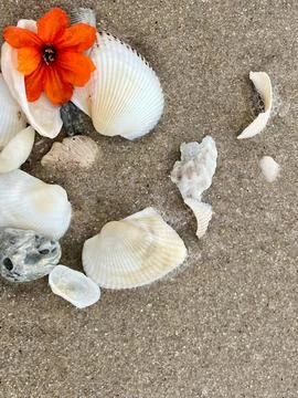 Shells on the sandy beach Stock Photos