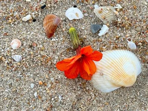 Shells on the sandy beach Stock Photos