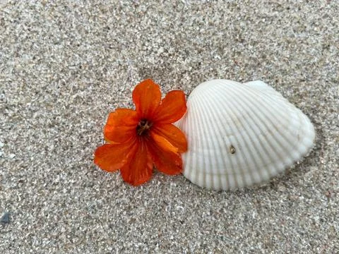 Shells on the sandy beach Stock Photos