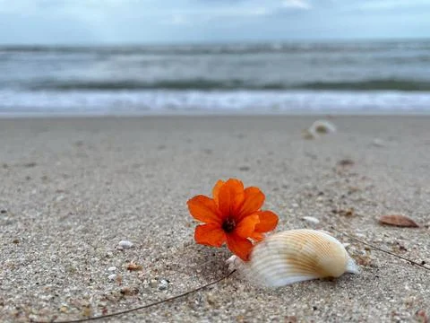Shells on the sandy beach Stock Photos