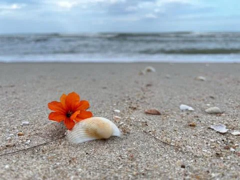Shells on the sandy beach Stock Photos