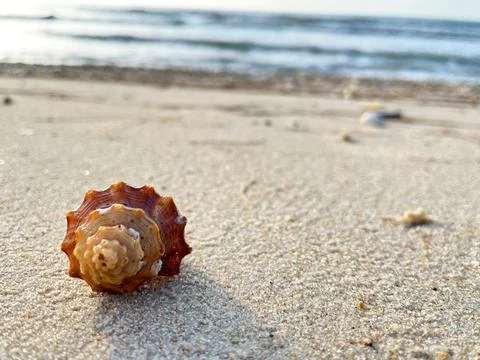 Shells on the sandy beach Stock Photos