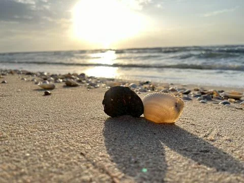 Shells on the sandy beach Stock Photos