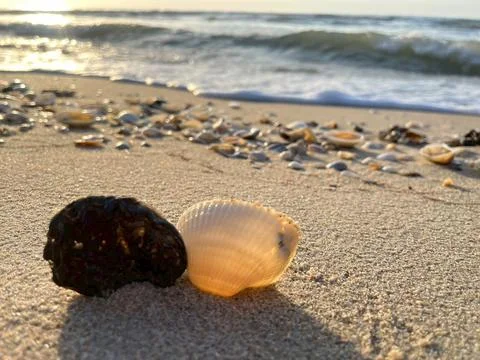 Shells on the sandy beach Foto stock