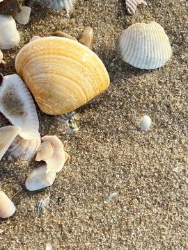 Shells on the sandy beach Stock Photos