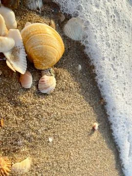 Shells on the sandy beach Stock Photos