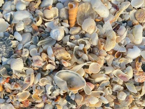 Shells on the sandy beach Stock Photos