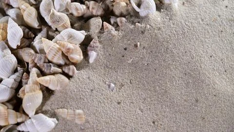 Shells on the sandy beach with soft waves nearby during low tide in the Stock Photos