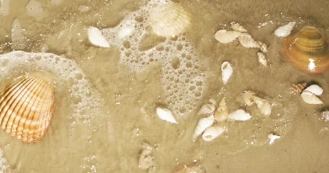 Shells on sandy beach with waves washing over them and shore background Stock Footage 337229218