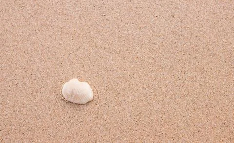 Shells on sandy Stock Photos