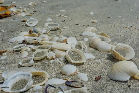 Shells scattered on the beach sand Stock Photos