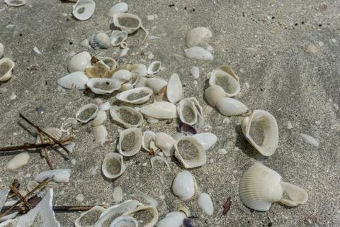 Shells scattered on the beach sand Stock Photos