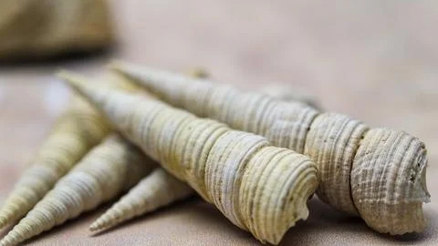 Shells scattered on the ground. 库存照片