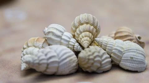Shells scattered on the ground. 库存照片