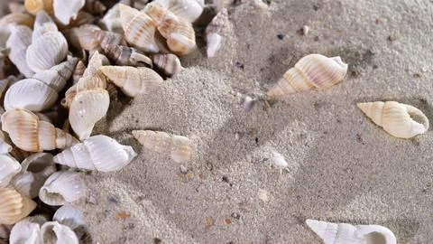 Shells scattered on sand at a beach during daylight with natural light Stock Photos