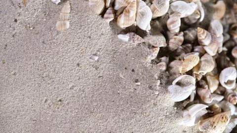Shells scattered on the sand at a beach during daytime with sunlight shining Stock Photos