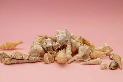 Shells scattered on a soft pink background Stock Photos