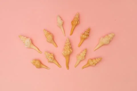 Shells scattered on a soft pink background Stock Photos