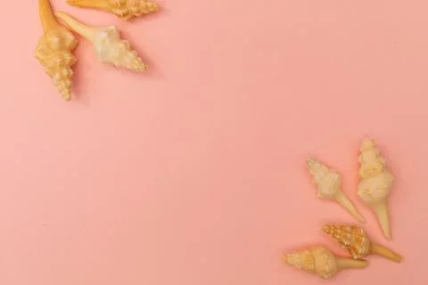 Shells scattered on a soft pink background Stock Photos