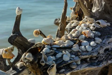 The shells of Sea Stock Photos