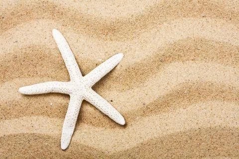 Shells on the sea sand Foto stock