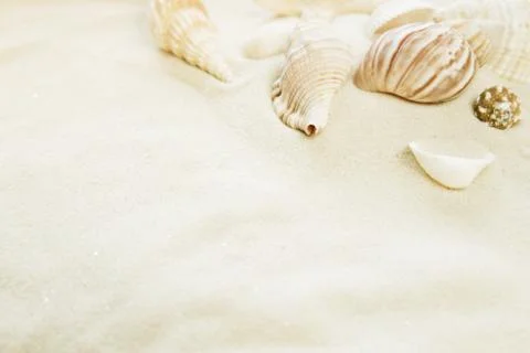 Shells on the sea sand Stock Photos