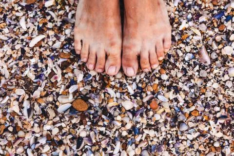 The shells on the sea shore. closeup. Stock-Fotos