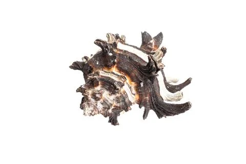 Shells of a sea snail on a white isolated background Foto stock
