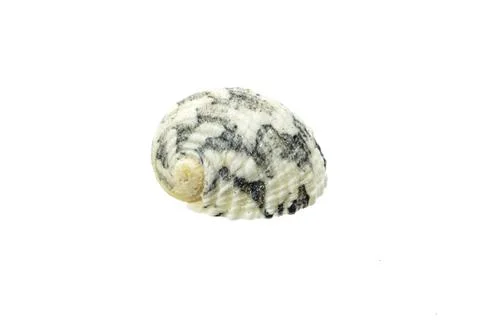 Shells of a sea snail on a white isolated background Foto stock